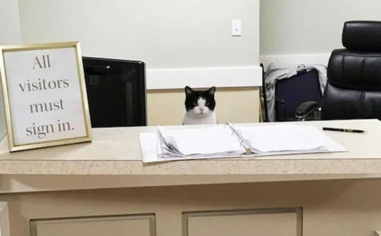 OVE MAČKE ULJEP&Scaron;AT ĆE VAM DAN: One su ba&scaron; poput ljudi