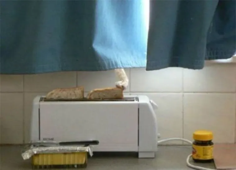 OVE MAČKE ULJEP&Scaron;AT ĆE VAM DAN: One su ba&scaron; poput ljudi