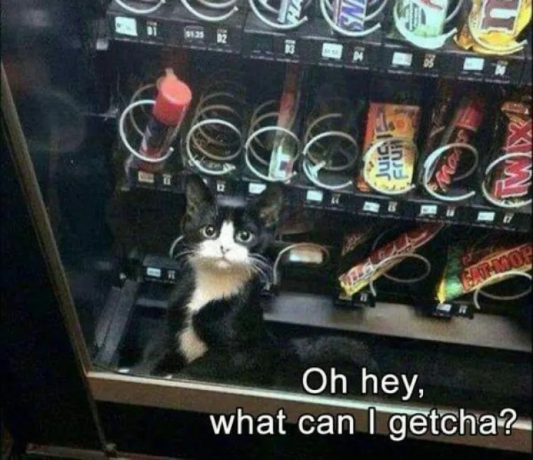 OVE MAČKE ULJEP&Scaron;AT ĆE VAM DAN: One su ba&scaron; poput ljudi