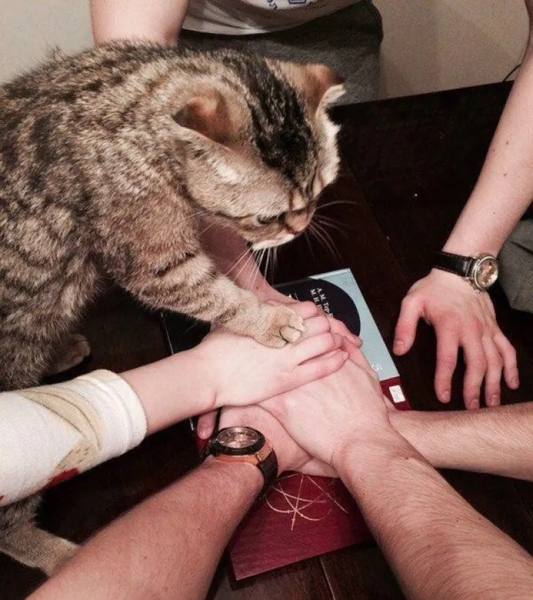 OVE MAČKE ULJEP&Scaron;AT ĆE VAM DAN: One su ba&scaron; poput ljudi