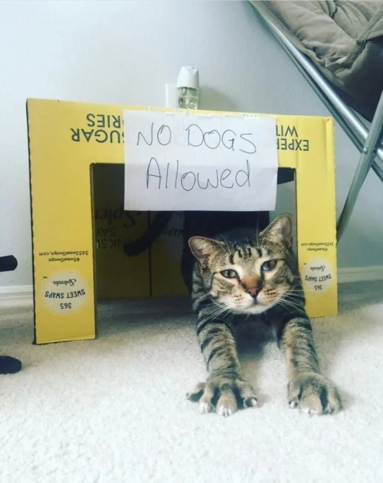 OVE MAČKE ULJEP&Scaron;AT ĆE VAM DAN: One su ba&scaron; poput ljudi