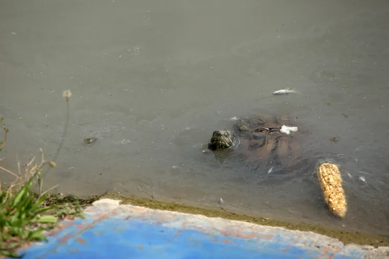FOTO &Scaron;to se to događa u Zagrebu? Mutnim potokom Kusto&scaron;ak plutaju mrtve ribe