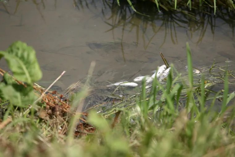FOTO &Scaron;to se to događa u Zagrebu? Mutnim potokom Kusto&scaron;ak plutaju mrtve ribe