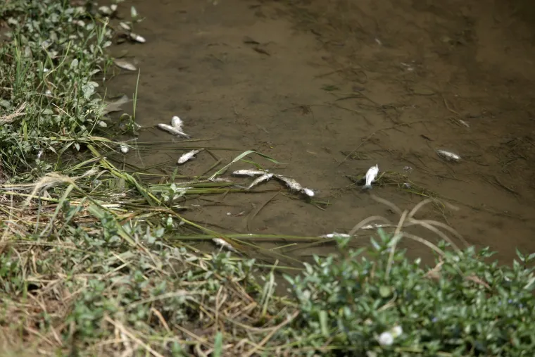 FOTO &Scaron;to se to događa u Zagrebu? Mutnim potokom Kusto&scaron;ak plutaju mrtve ribe
