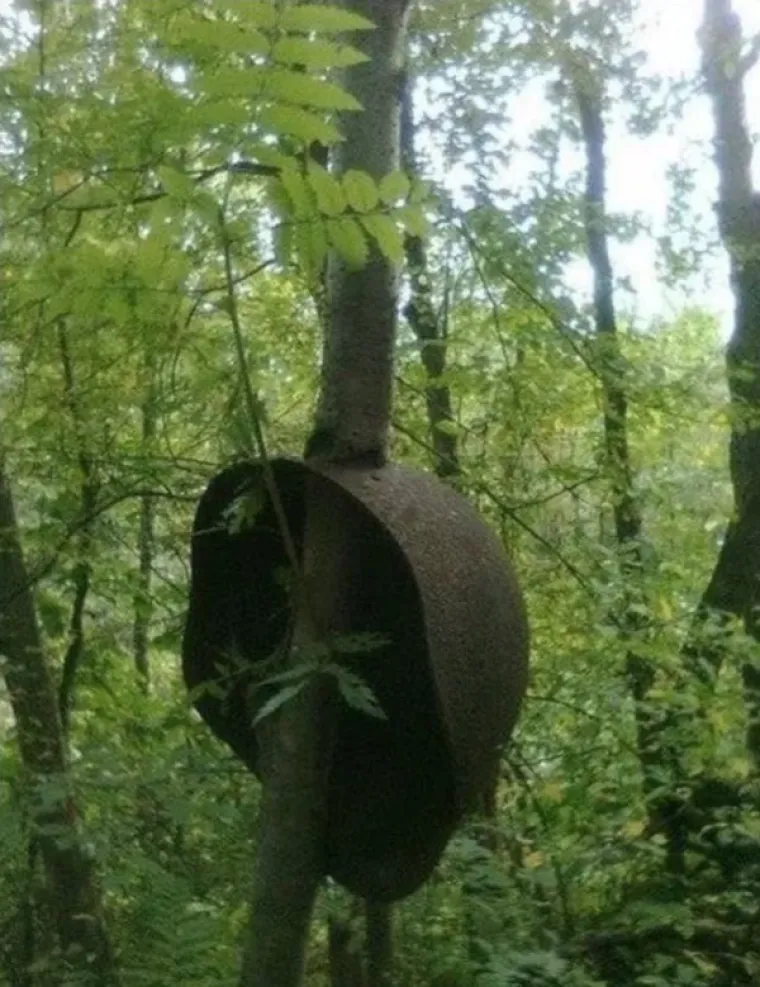 SLATKA OSVETA DRVEĆA: 'Samo vi brusite sjekire, vidjet ćemo tko se zadnji smije...'