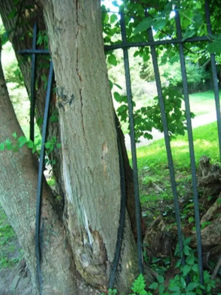 SLATKA OSVETA DRVEĆA: 'Samo vi brusite sjekire, vidjet ćemo tko se zadnji smije...'