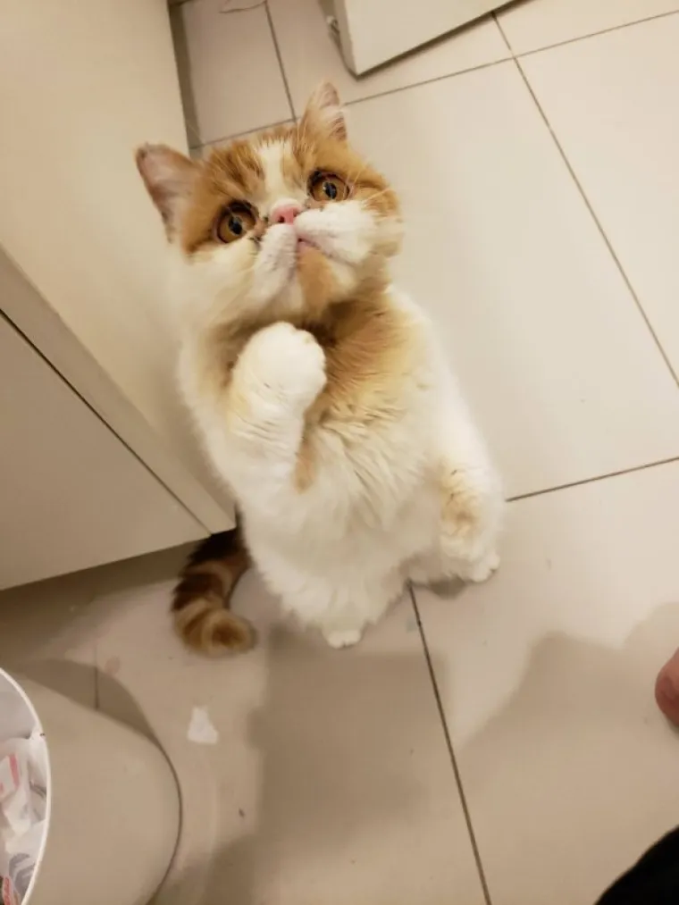 Nismo mogli ni zamisliti da životinje mogu biti najbolji stand up komičari...