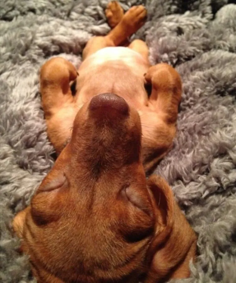 PONAŠAJU SE KAO LJUDI: Urnebesne životinje ostavile su svoje vlasnike bez teksta