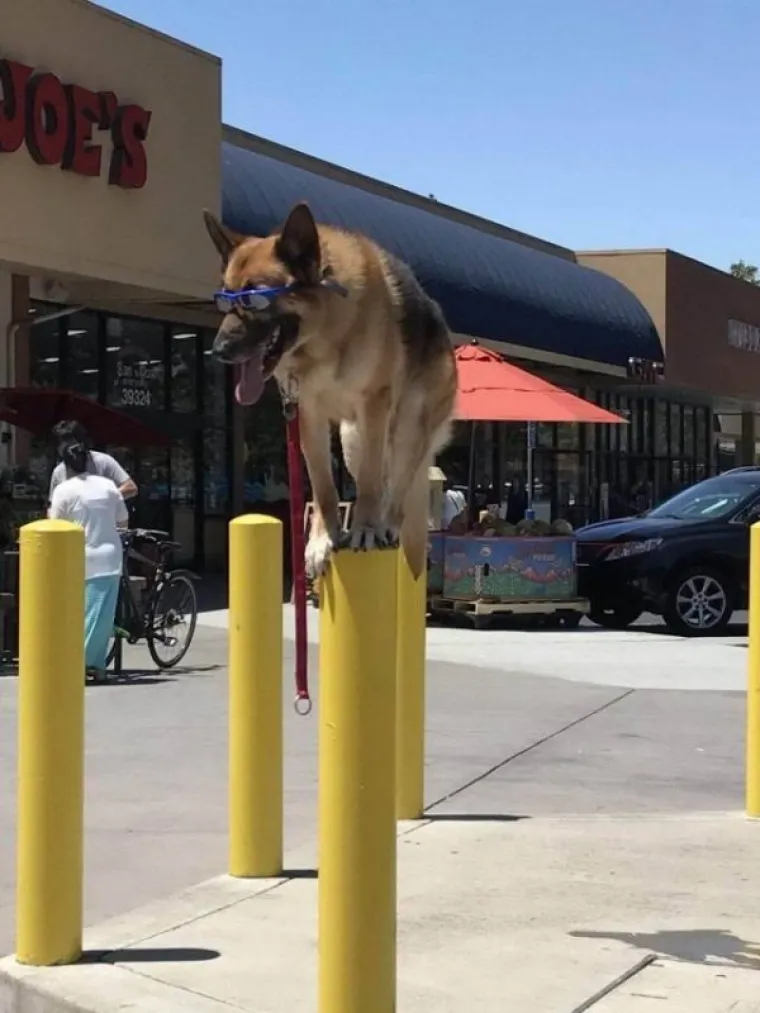 PONAŠAJU SE KAO LJUDI: Urnebesne životinje ostavile su svoje vlasnike bez teksta