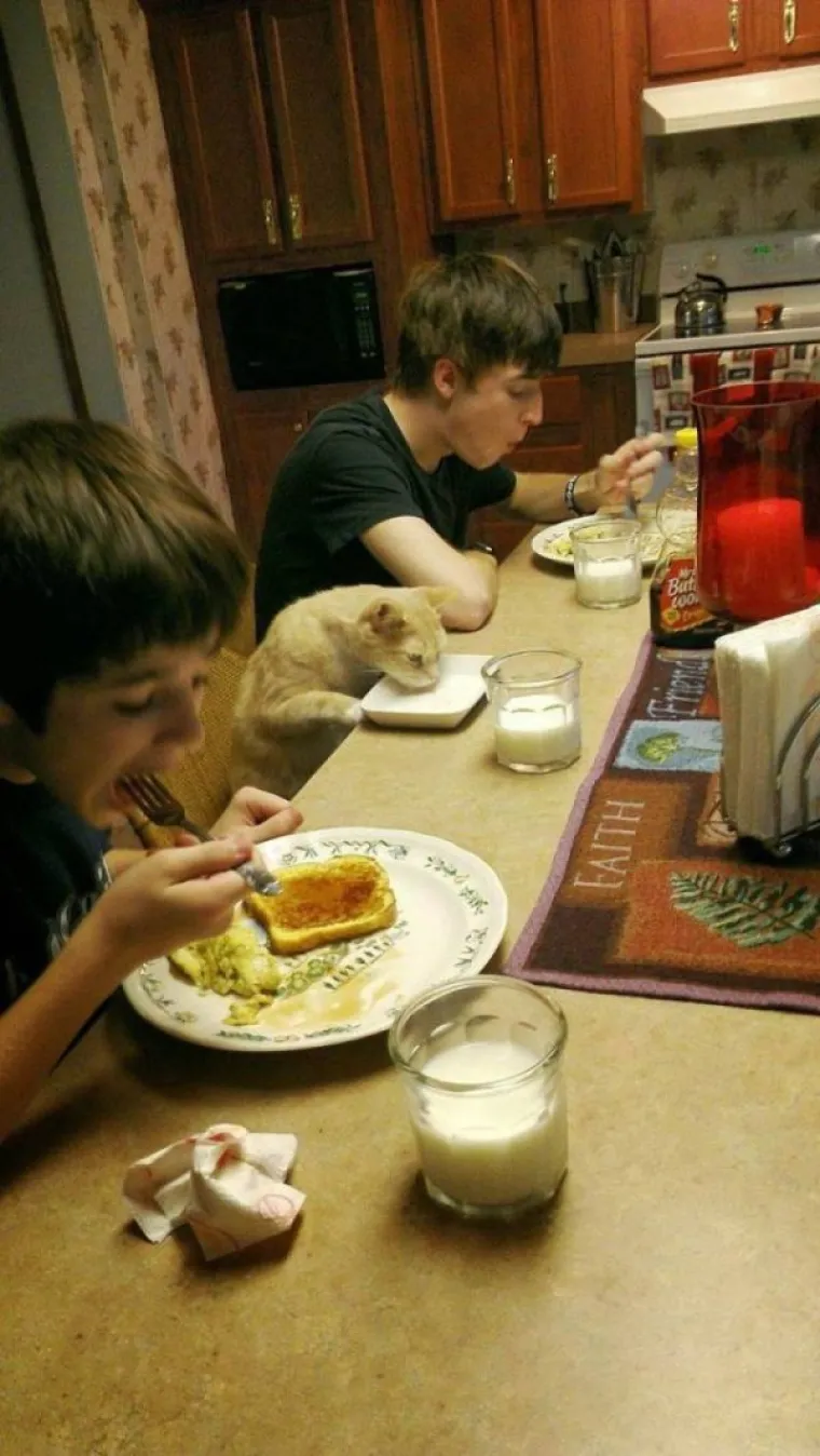 PONAŠAJU SE KAO LJUDI: Urnebesne životinje ostavile su svoje vlasnike bez teksta