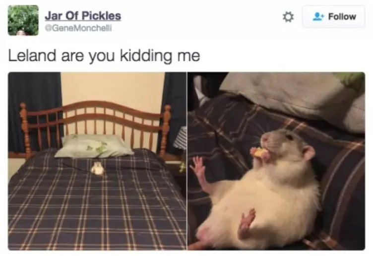 PONA&Scaron;AJU SE KAO LJUDI: Urnebesne životinje ostavile su svoje vlasnike bez teksta