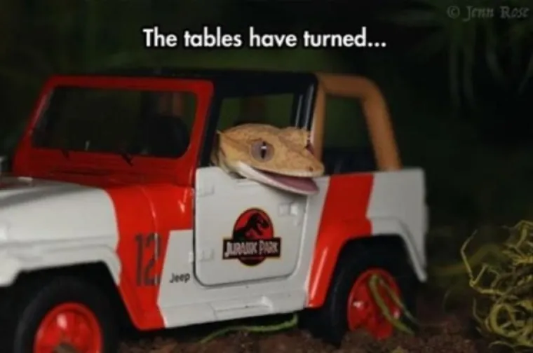 PONA&Scaron;AJU SE KAO LJUDI: Urnebesne životinje ostavile su svoje vlasnike bez teksta