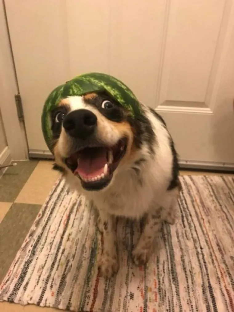 PONA&Scaron;AJU SE KAO LJUDI: Urnebesne životinje ostavile su svoje vlasnike bez teksta