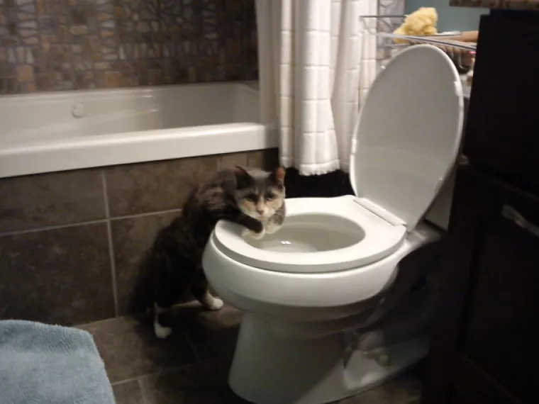 POGLEDAJTE TE IZRAZE LICA: Ove urnebesne fotografije ljubimaca uhvaćenih u krađi nasmijat će vas do suza