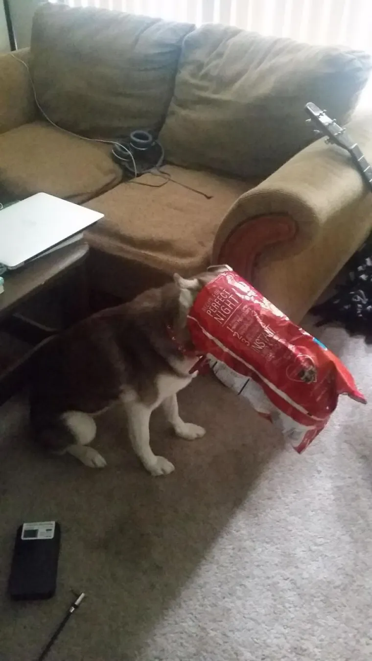 POGLEDAJTE TE IZRAZE LICA: Ove urnebesne fotografije ljubimaca uhvaćenih u krađi nasmijat će vas do suza