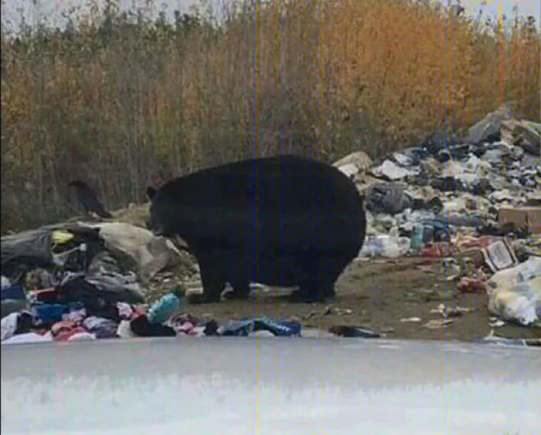 JESU LI OVO NAJDEBLJE ŽIVOTINJE NA SVIJETU? Njih nije briga kako će izgledati na plaži