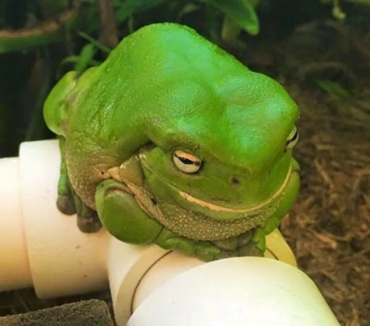 JESU LI OVO NAJDEBLJE ŽIVOTINJE NA SVIJETU? Njih nije briga kako će izgledati na plaži