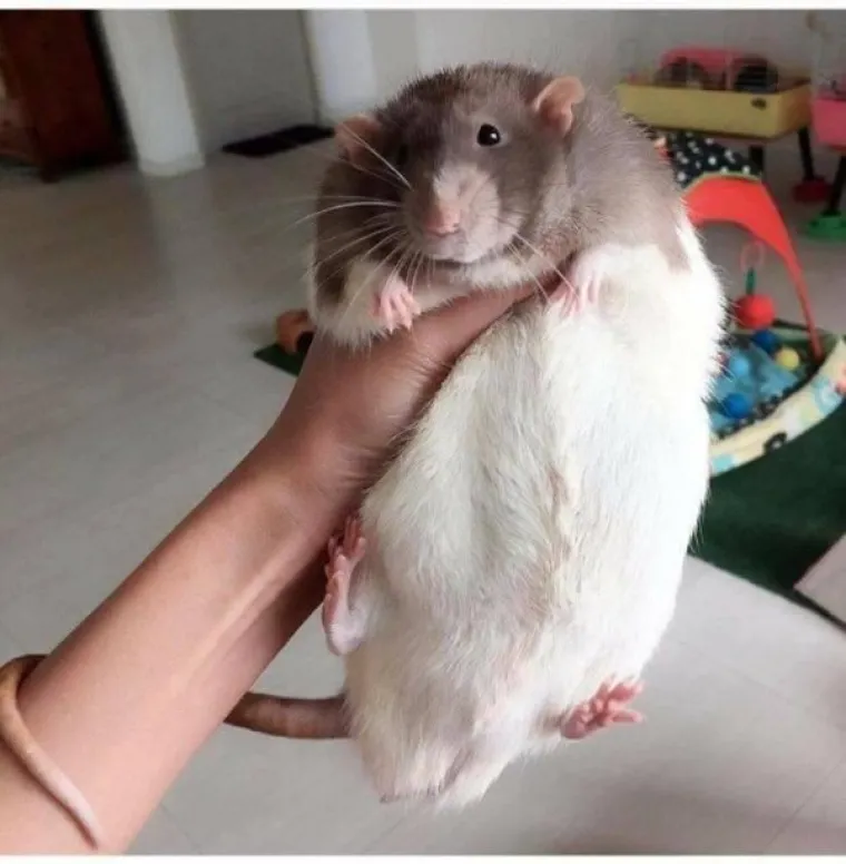 JESU LI OVO NAJDEBLJE ŽIVOTINJE NA SVIJETU? Njih nije briga kako će izgledati na plaži