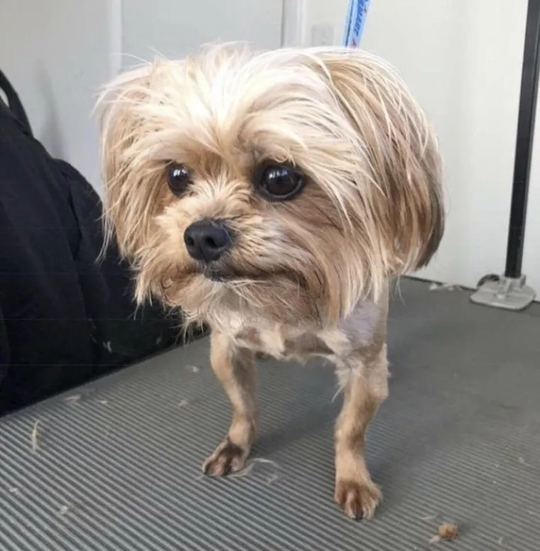 Kada vas oči zavaraju: Što li je zaista na ovim slikama?