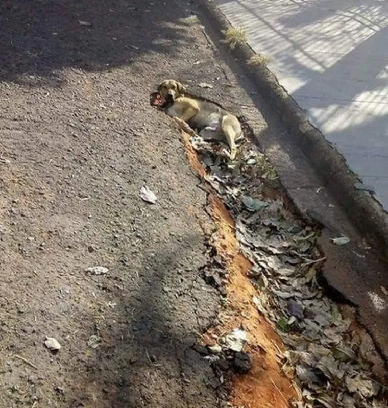 Što vidite na slikama? Iluzije koje će vas zavarati na prvi pogled