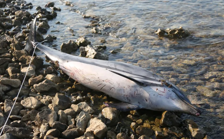 Tužan prizor na šibenskoj plaži: Na plažu u Zablaću doplutao mrtav dupin