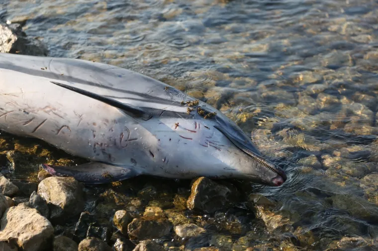 Tužan prizor na šibenskoj plaži: Na plažu u Zablaću doplutao mrtav dupin