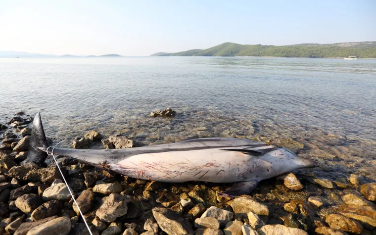 Tužan prizor na šibenskoj plaži: Na plažu u Zablaću doplutao mrtav dupin