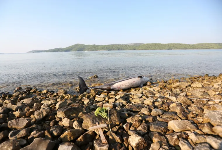 Tužan prizor na &scaron;ibenskoj plaži: Na plažu u Zablaću doplutao mrtav dupin