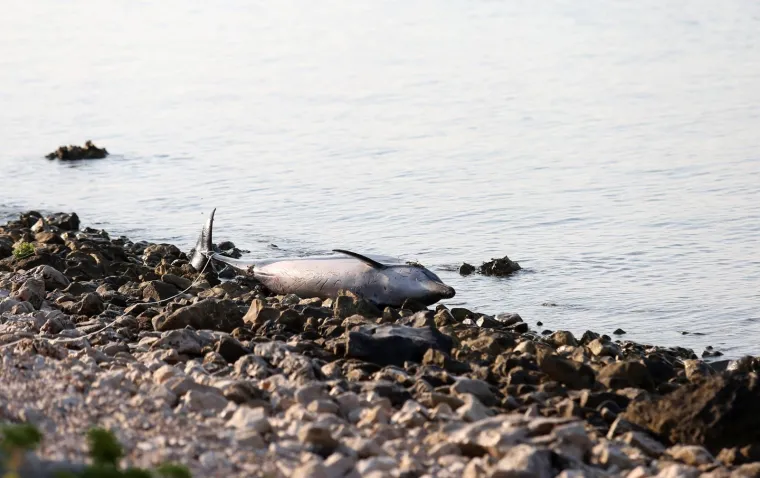 Tužan prizor na &scaron;ibenskoj plaži: Na plažu u Zablaću doplutao mrtav dupin