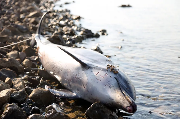 U posljednjih deset godina više puta more je izbacilo uginule dupine na lokacijama Primoštena, Rogoznice, u kanalu Sv. Ante...