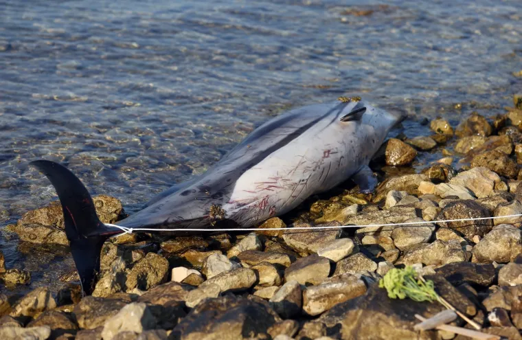 TUŽNE FOTOGRAFIJE UGINULOG DUPINA: Izbacilo ga more na plažu u Zablaću