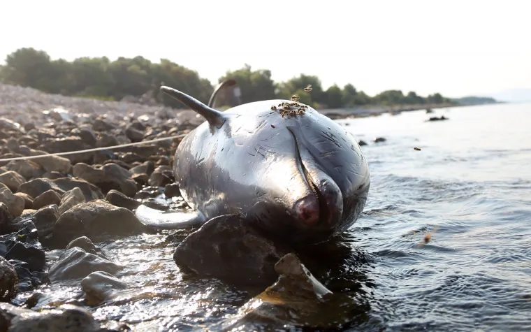 TUŽNE FOTOGRAFIJE UGINULOG DUPINA: Izbacilo ga more na plažu u Zablaću