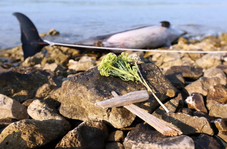 TUŽNE FOTOGRAFIJE UGINULOG DUPINA: Izbacilo ga more na plažu u Zablaću