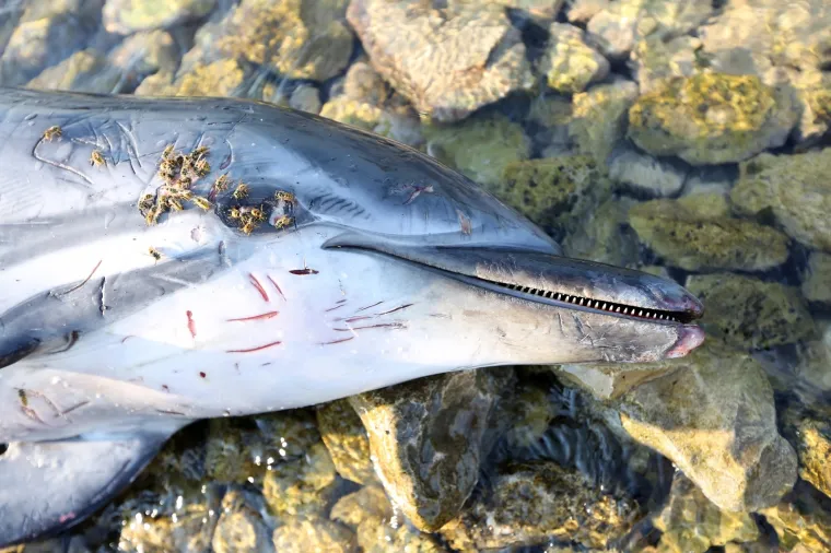 TUŽNE FOTOGRAFIJE UGINULOG DUPINA: Izbacilo ga more na plažu u Zablaću