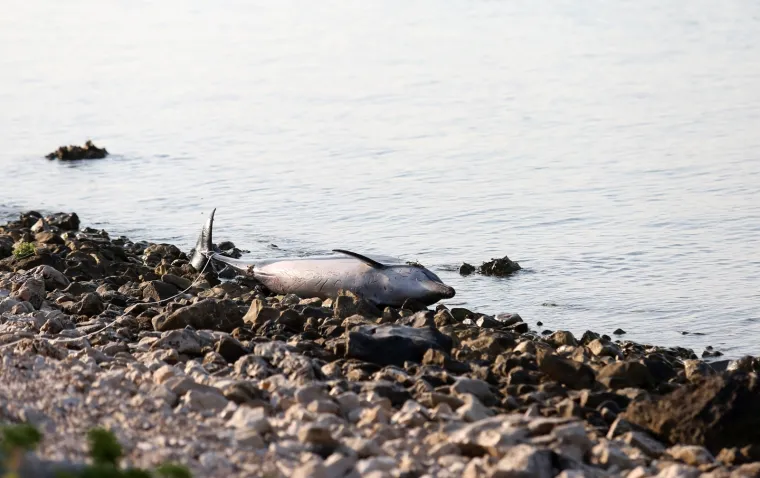 TUŽNE FOTOGRAFIJE UGINULOG DUPINA: Izbacilo ga more na plažu u Zablaću