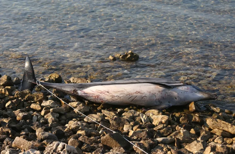 TUŽNE FOTOGRAFIJE UGINULOG DUPINA: Izbacilo ga more na plažu u Zablaću