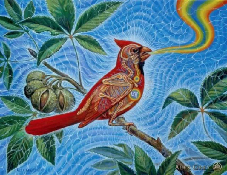 ON SE DROGIRA DA VI NE MORATE: Bilježi svoja iskustva na tripu i 'beskonačnu ljubav i jedinstvo'