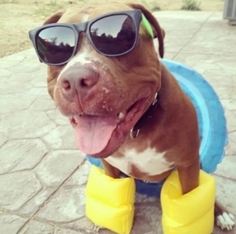 KAKO ŽIVOTINJE PREŽIVLJAVAJU LJETO: Dok niste gledali, vjerojatno su se i va&scaron;i dlakavci ovako hladili