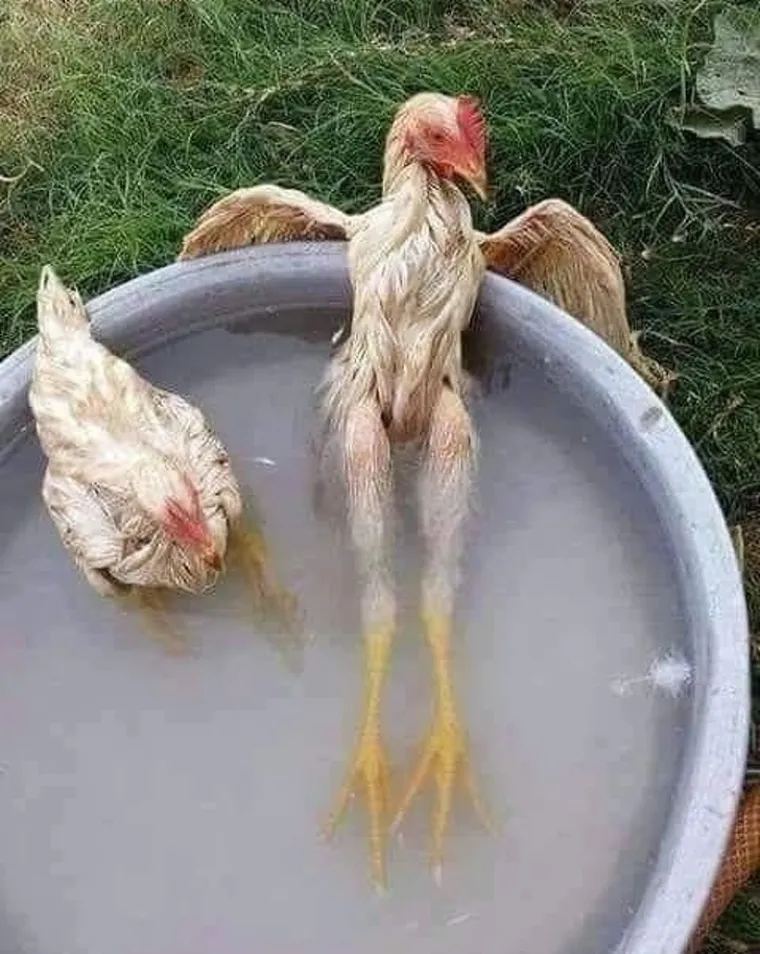 KAKO ŽIVOTINJE PREŽIVLJAVAJU LJETO: Dok niste gledali, vjerojatno su se i va&scaron;i dlakavci ovako hladili