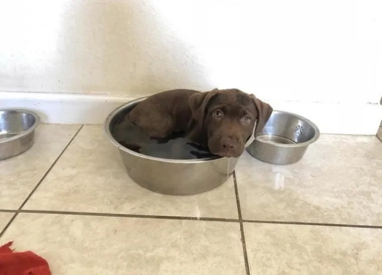 KAKO ŽIVOTINJE PREŽIVLJAVAJU LJETO: Dok niste gledali, vjerojatno su se i va&scaron;i dlakavci ovako hladili