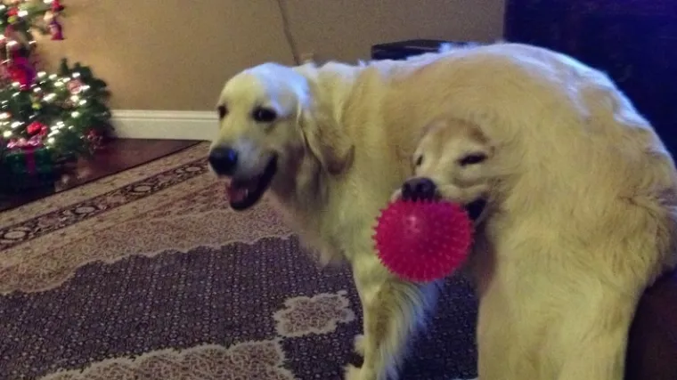 Situacije za koje ne bismo vjerovali da su se dogodile - da ne postoje ove fotke