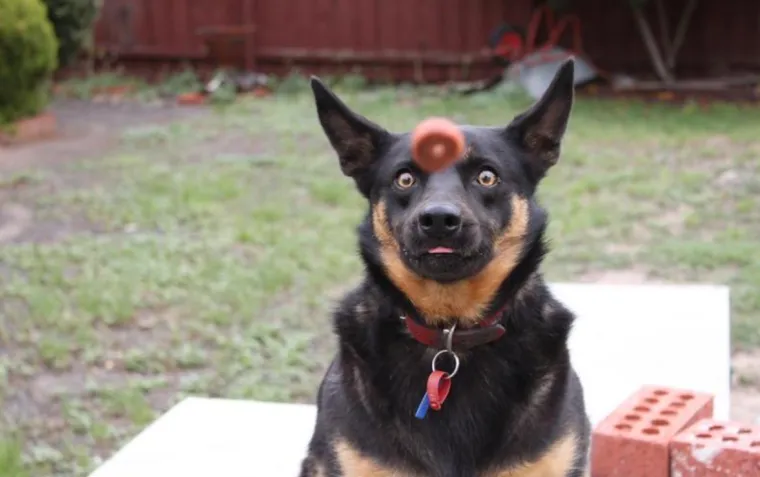 Fotografije uhvaćene u savr&scaron;enom trenutku: kada se stvari nevjerojatno poklope