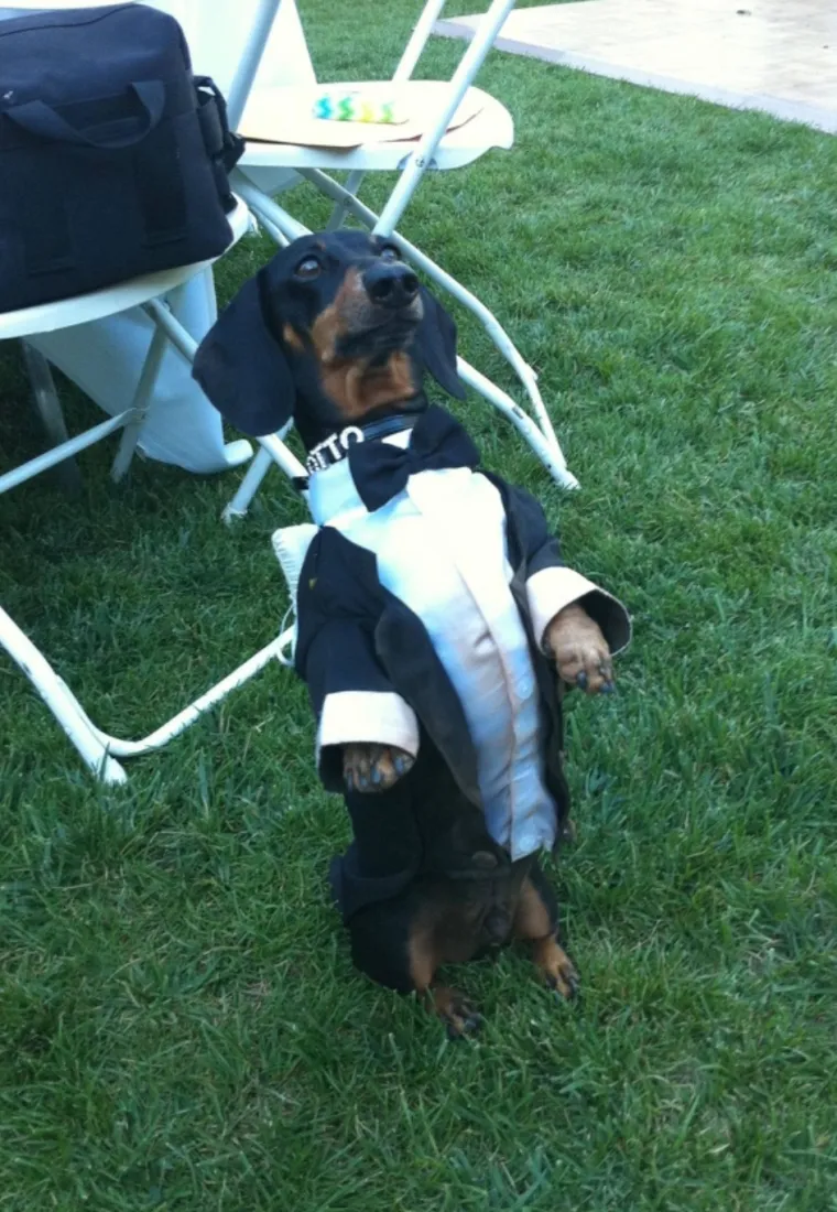 Vjenčane fotke ne moraju biti dosadne: ovi primjeri će vas nasmijati, ali i inspirirati