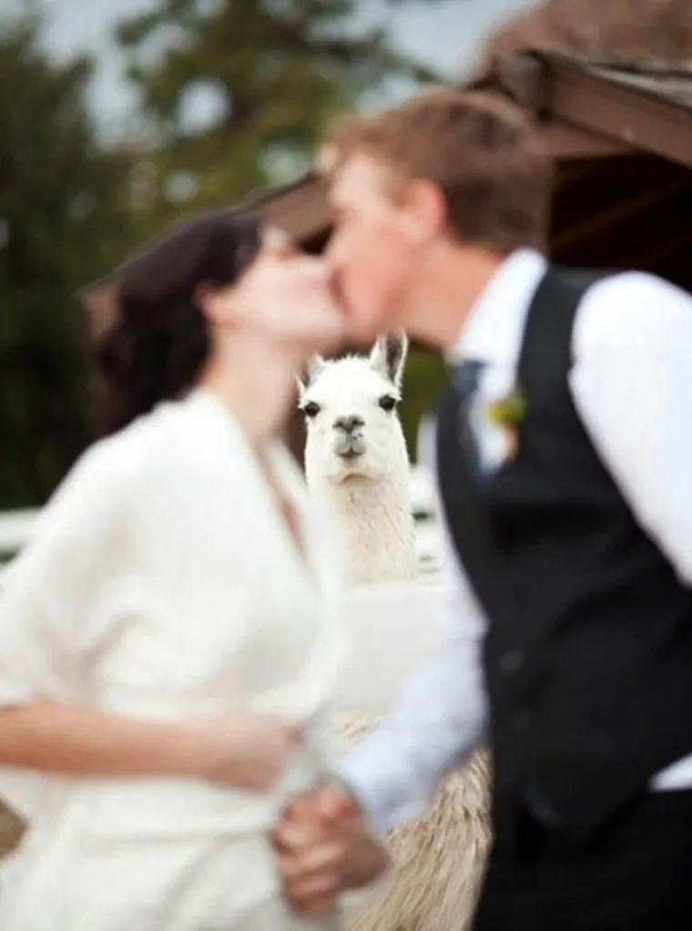 Vjenčane fotke ne moraju biti dosadne: ovi primjeri će vas nasmijati, ali i inspirirati