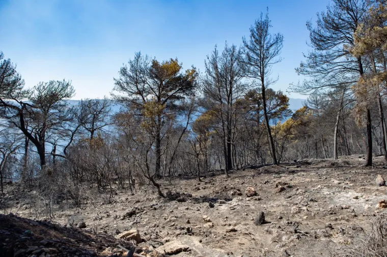 Tužni prizori: Veliki požar na Pelje&scaron;cu poharao sve pred sobom