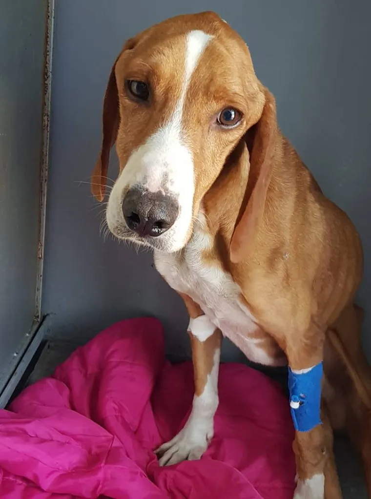 Potresne fotografije: Prona&scaron;la izgladnjelog psa, veterinari zaprepa&scaron;teni viđenim bore se da ga održe na životu