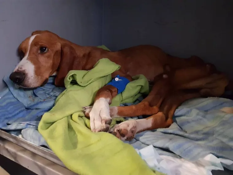 Potresne fotografije: Prona&scaron;la izgladnjelog psa, veterinari zaprepa&scaron;teni viđenim bore se da ga održe na životu