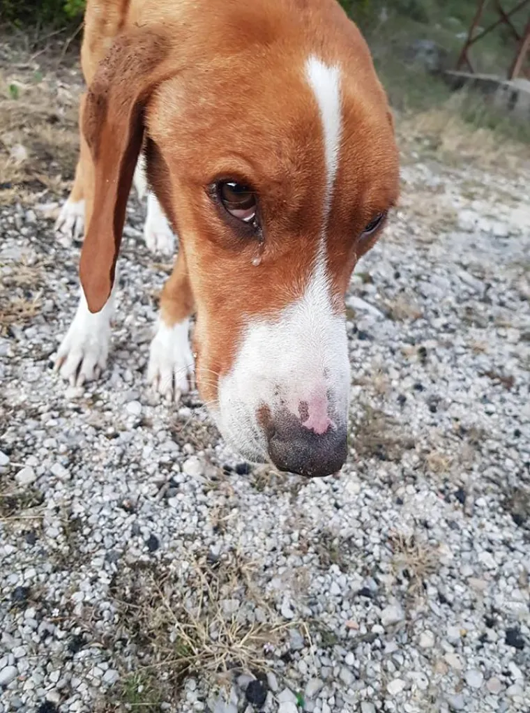 Potresne fotografije: Prona&scaron;la izgladnjelog psa, veterinari zaprepa&scaron;teni viđenim bore se da ga održe na životu
