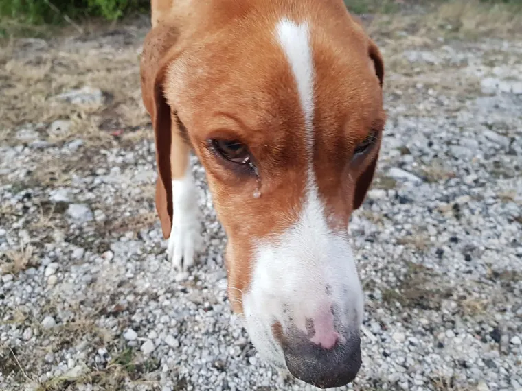 Potresne fotografije: Prona&scaron;la izgladnjelog psa, veterinari zaprepa&scaron;teni viđenim bore se da ga održe na životu