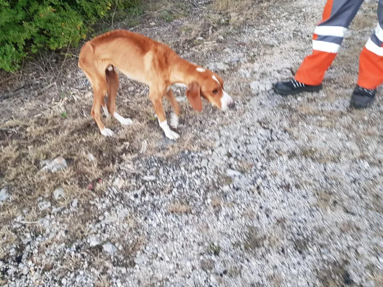 Potresne fotografije: Prona&scaron;la izgladnjelog psa, veterinari zaprepa&scaron;teni viđenim bore se da ga održe na životu